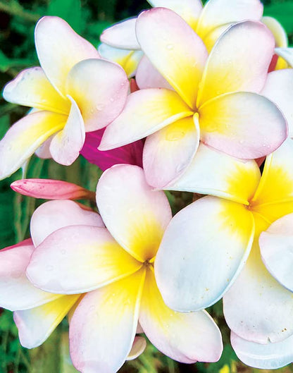 Island Soap and Candle Works Plumeria Blossom Scented Body Lotion for Men and Women, Paraben Free Body Moisturizer - Hydrating Hawaiian Skincare - 8.5 Fl Oz. Bottle